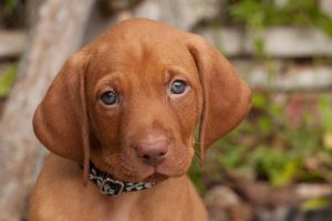 Conclusion For The "Best Vizsla Breeders in California"