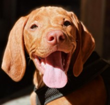 More Information About Vizsla Puppies in California