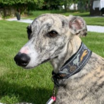 More Information About Whippets in California
