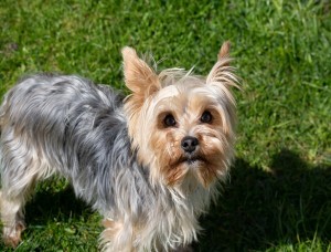 More Information About Yorkies in California