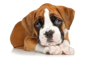More Information about Boxer Puppies in California