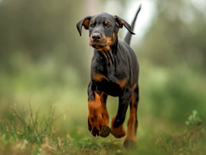 More Information About Doberman Puppies in California