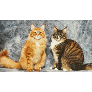 MousseeCoons-Maine-Coon-County