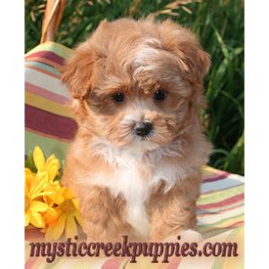 Mystic-Creek-Puppies (Maltipoo Illinois)