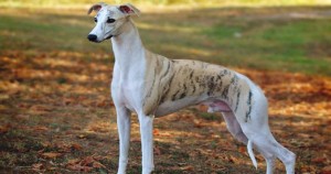 Nysa Hill Whippets (Whippet California)