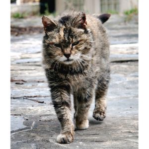 Other-Ways-To-Tell-If-a-Cat-Is-a-Stray