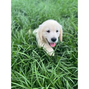 Panhandle-PawsNClaws (Golden Retriever Florida)