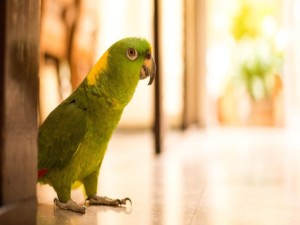 Parrots Naturally (Bird Breeder California)