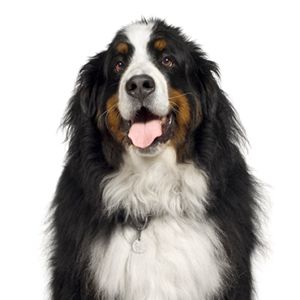 Petland-of-Cicero (Bernese Mountain Dog New York)