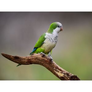 Pick-a-Bird-Species-To-Breed