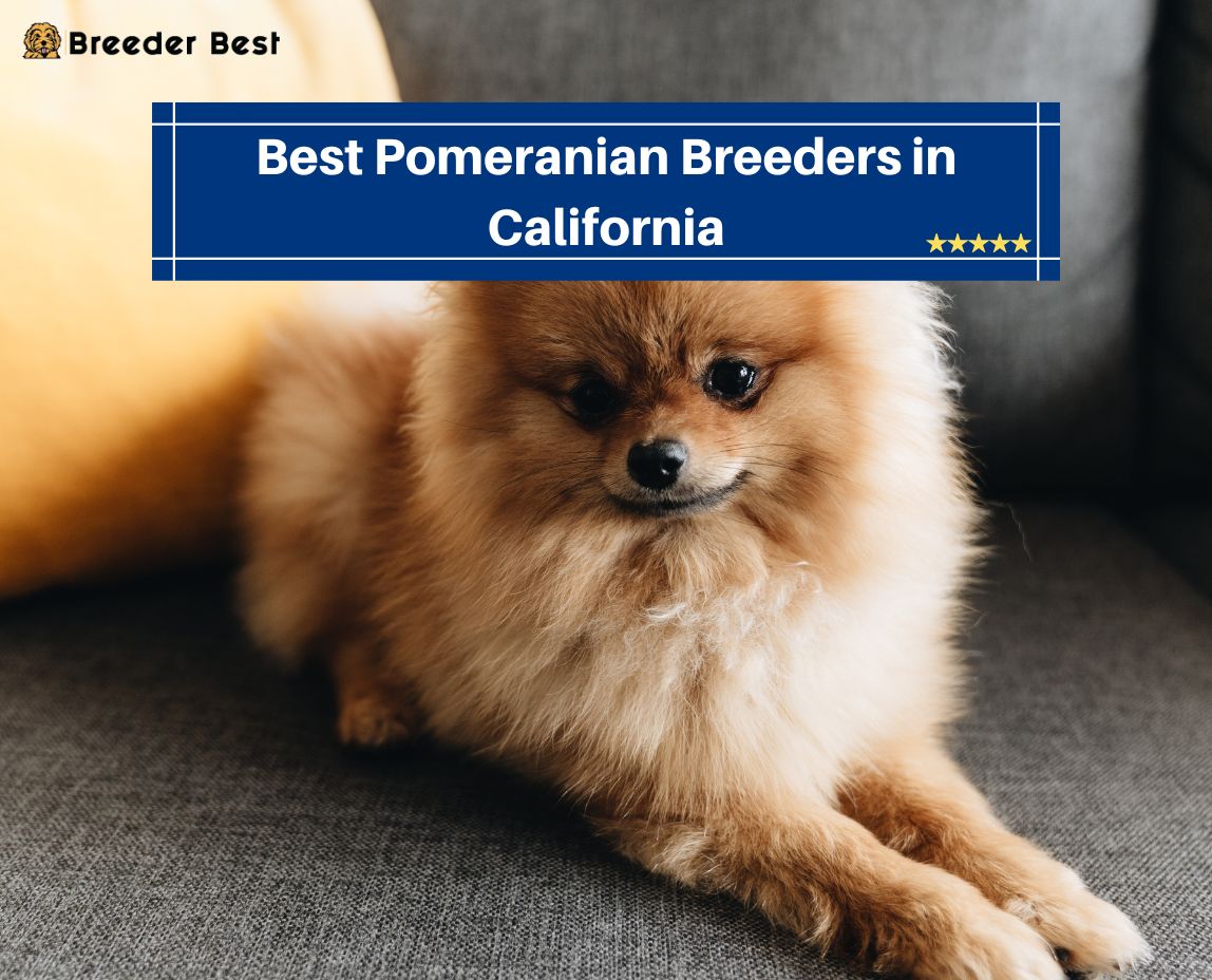 Pomeranian Breeders in California