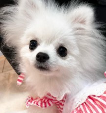 Pomeranian Puppies For Sale in California