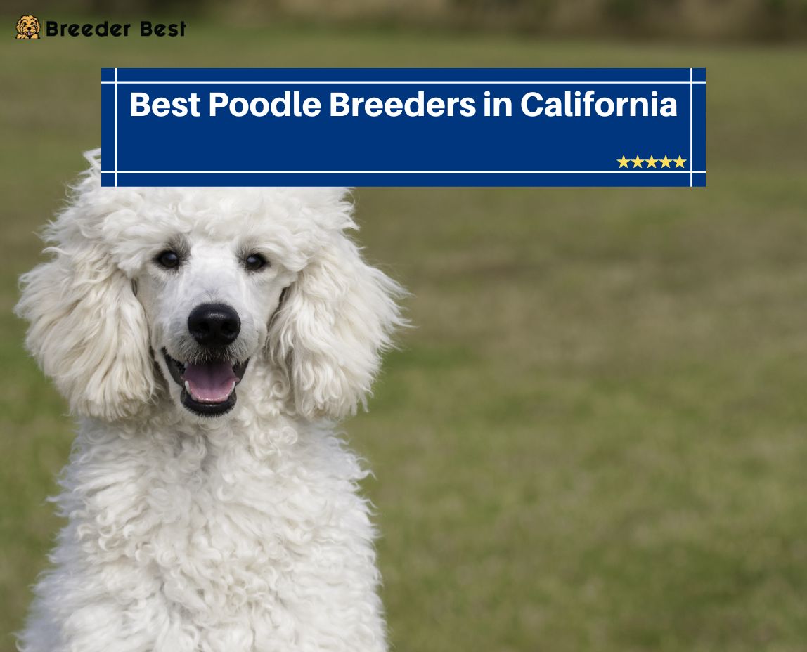 Poodle Breeders in California