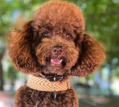 Poodle Puppies For Sale in California