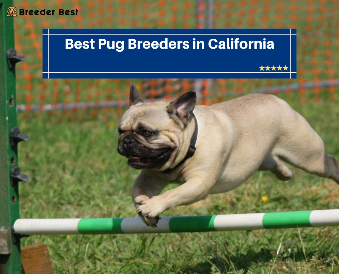Conclusion For The “Best Pug Breeders in California”