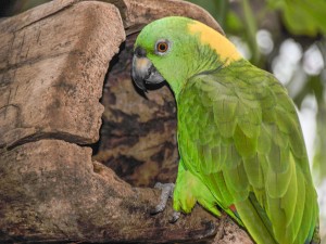 Rene's Exotic Parrots (Bird Breeder California)