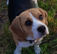 Rescue Me (Beagle Rescue)