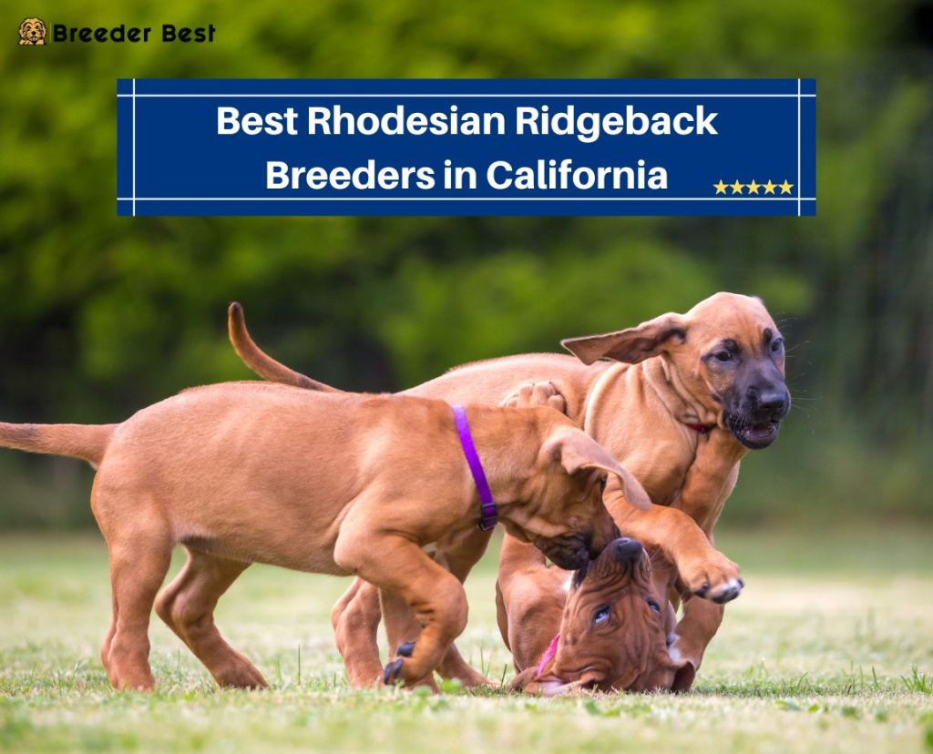 7 Best Rhodesian Ridgeback Breeders in California! (2024) Breeder Best