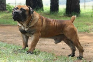 Rivers Edge Boerboels (Boerboel California)