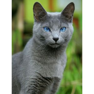 Royal-Blues (Russian Blue Cat USA)
