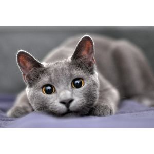 Russian-Blue-Kittens-For-Sale-in-California