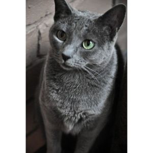 Russian-Blue-Kittens-For-Sale-in-The-US