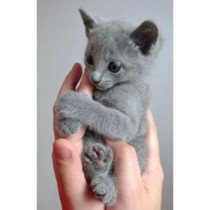 Russian-Blue-Pomskies (Russian Blue Cat USA)