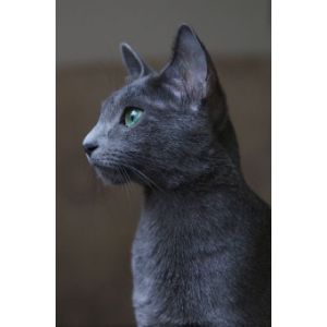 Russian-Bluezz (Russian Blue Cat USA)