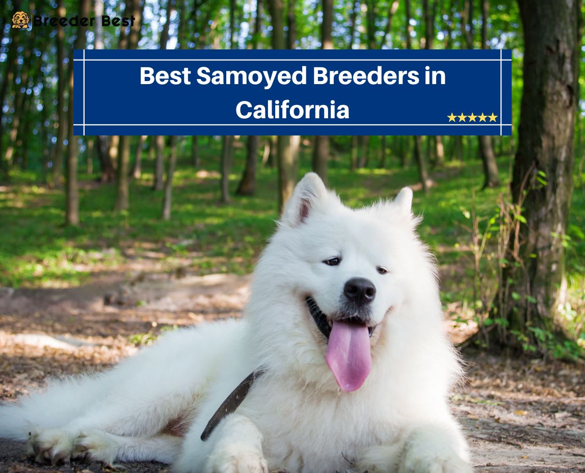 Samoyed Breeders in California