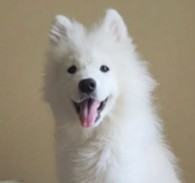 Samoyed Puppies For Sale in California