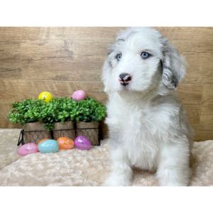 Sheepadoodle-Puppies-In-Illinois