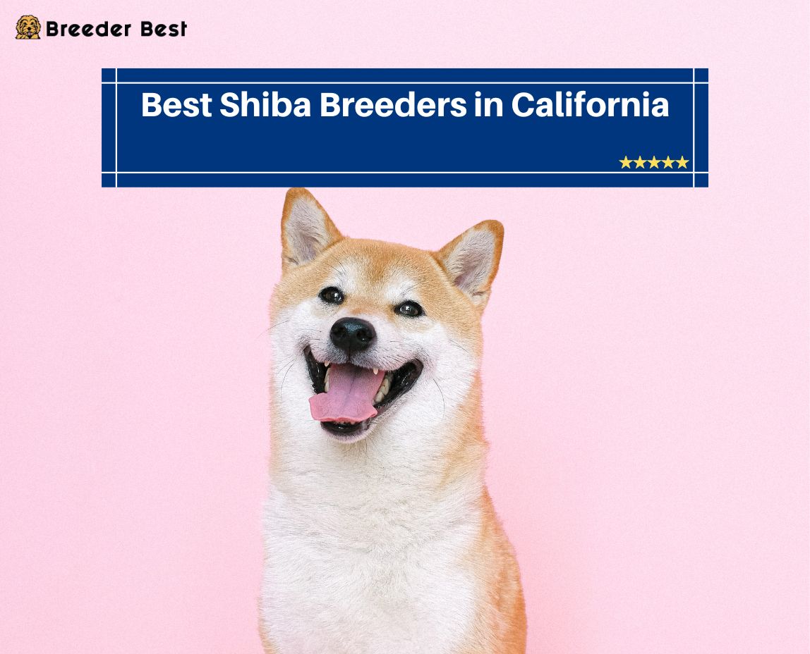 Shiba Breeders in California
