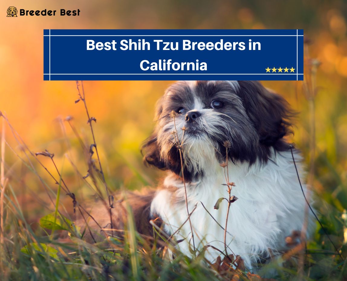 Shih Tzu Breeders in California