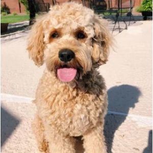 Sugar-and-Spice-Cockapoos (Cockapoo Georgia)