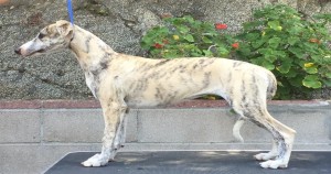 Summit Whippets (Whippet California)