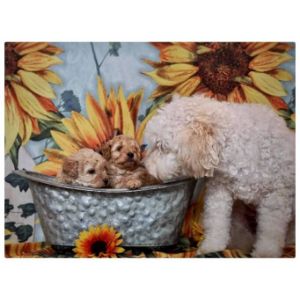 Sunflower-Farm-Mini-Goldendoodles