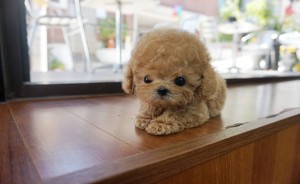 Tea Cup And Toy Poodle Puppies (Toy Poodle California)