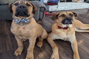 Team SD Boerboels (Boerboel California)