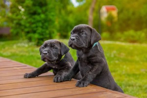 The 4 Best Cane Corso Breeders in Florida! (2022)