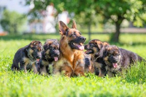 The 4 Best German Shepherd Breeders in Florida! (2022)