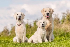 The 5 Best Labrador Breeders in California