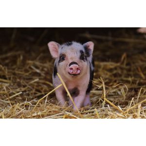 The-Benefits-Of-Pigs-As-Pets