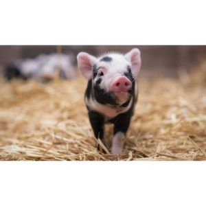 The-Best-Breeds-Of-Pigs-For-Pets