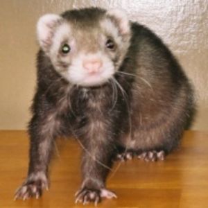 The-Ferret-Association-of-Connecticut (Ferret USA)