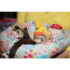 The-Greater-Chicago-Ferret-Association (Ferret USA)