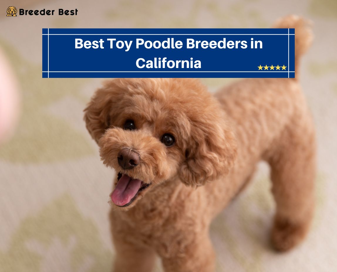 Toy Poodle Breeders in California