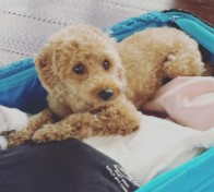 Toy Poodle Puppies For Sale in California