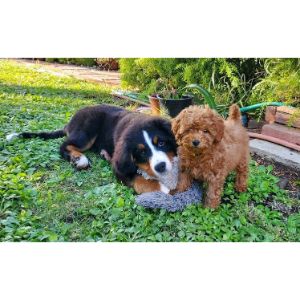 Tropico-Kennels-Bernedoodle-Puppies