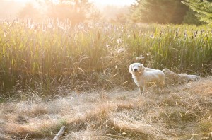 Tsarevich Goldens and Cavaliers