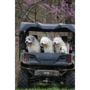 ValleyView-Sheepadoodles (Sheepadoodle Illinois)